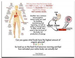 Role of carbohydrates in human body