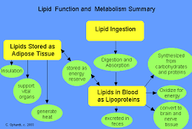 Importance of lipids in human body